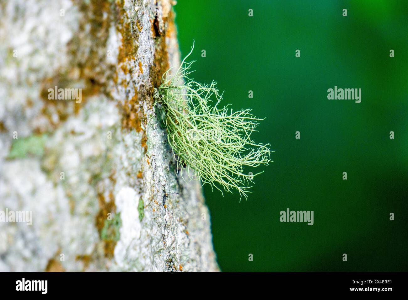 Usnea cornuta (Bart des alten Mannes, Bartflechte, Bartmoos, tahi Angin, Kayu Angin, Rasuk-Angin). Einige Unea-Arten werden als Deodorant verwendet Stockfoto