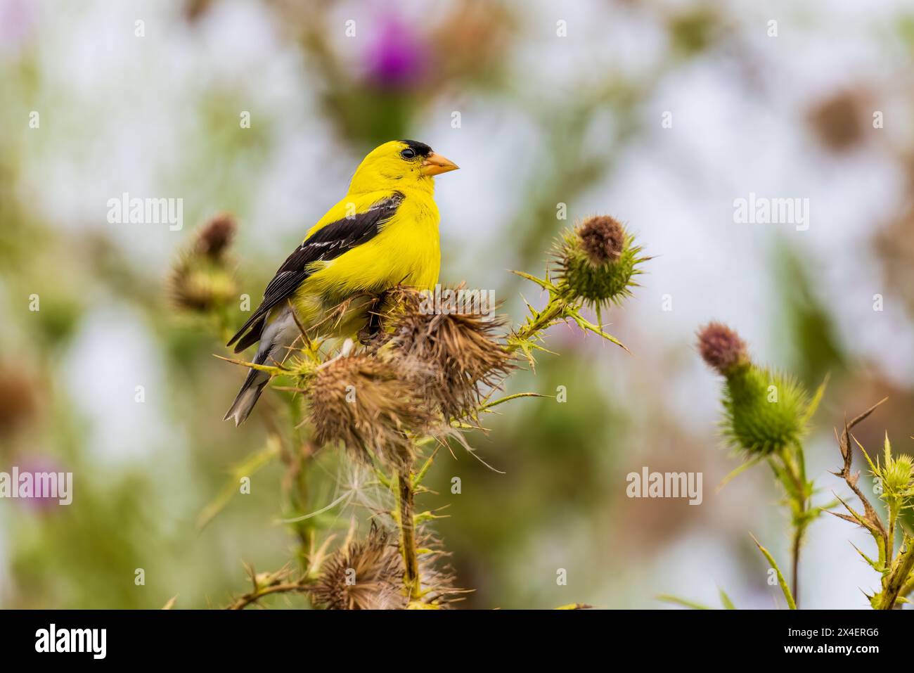 Amerikanischer Goldfinch männlich auf Bullendistel, Marion County, Illinois. Stockfoto