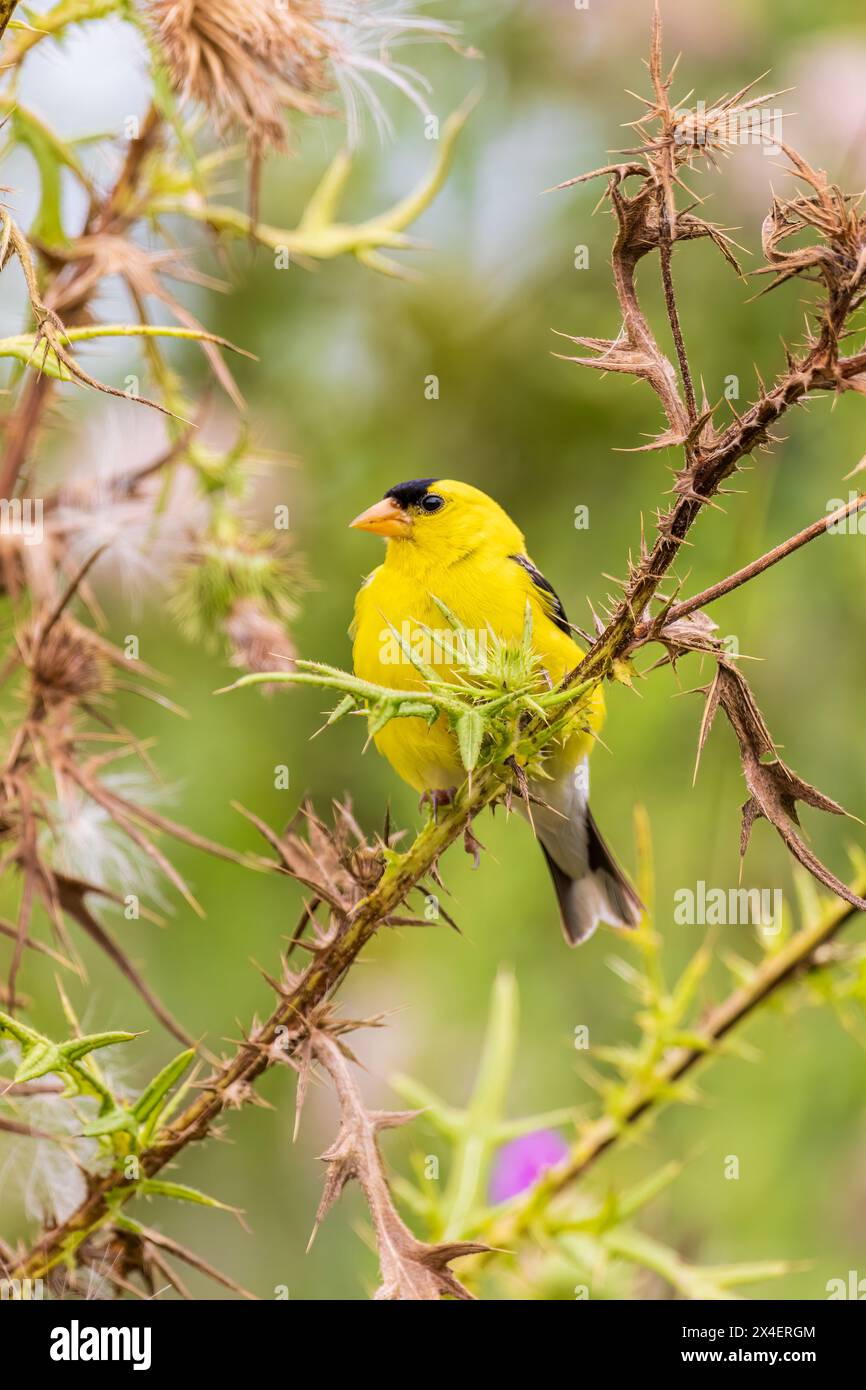 Amerikanischer Goldfinch männlich auf Bullendistel, Marion County, Illinois. Stockfoto