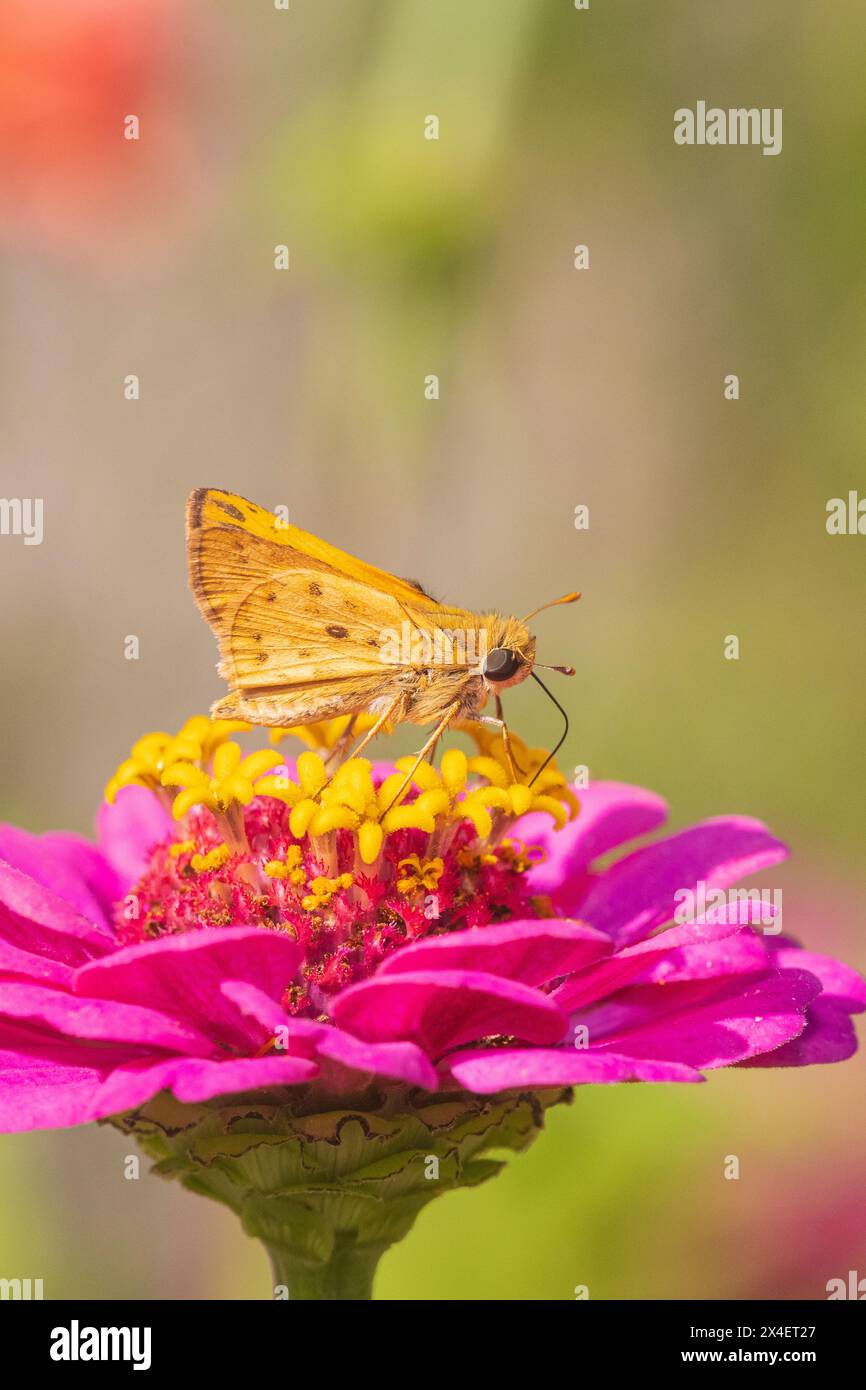 Feuriger Skipper auf Zinnia, Marion County, Illinois. Stockfoto