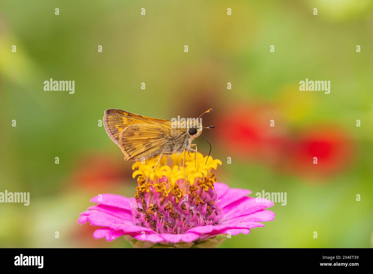 Sachem Skipper männlich in Zinnia, Marion County, Illinois. (Nur Für Redaktionelle Zwecke) Stockfoto