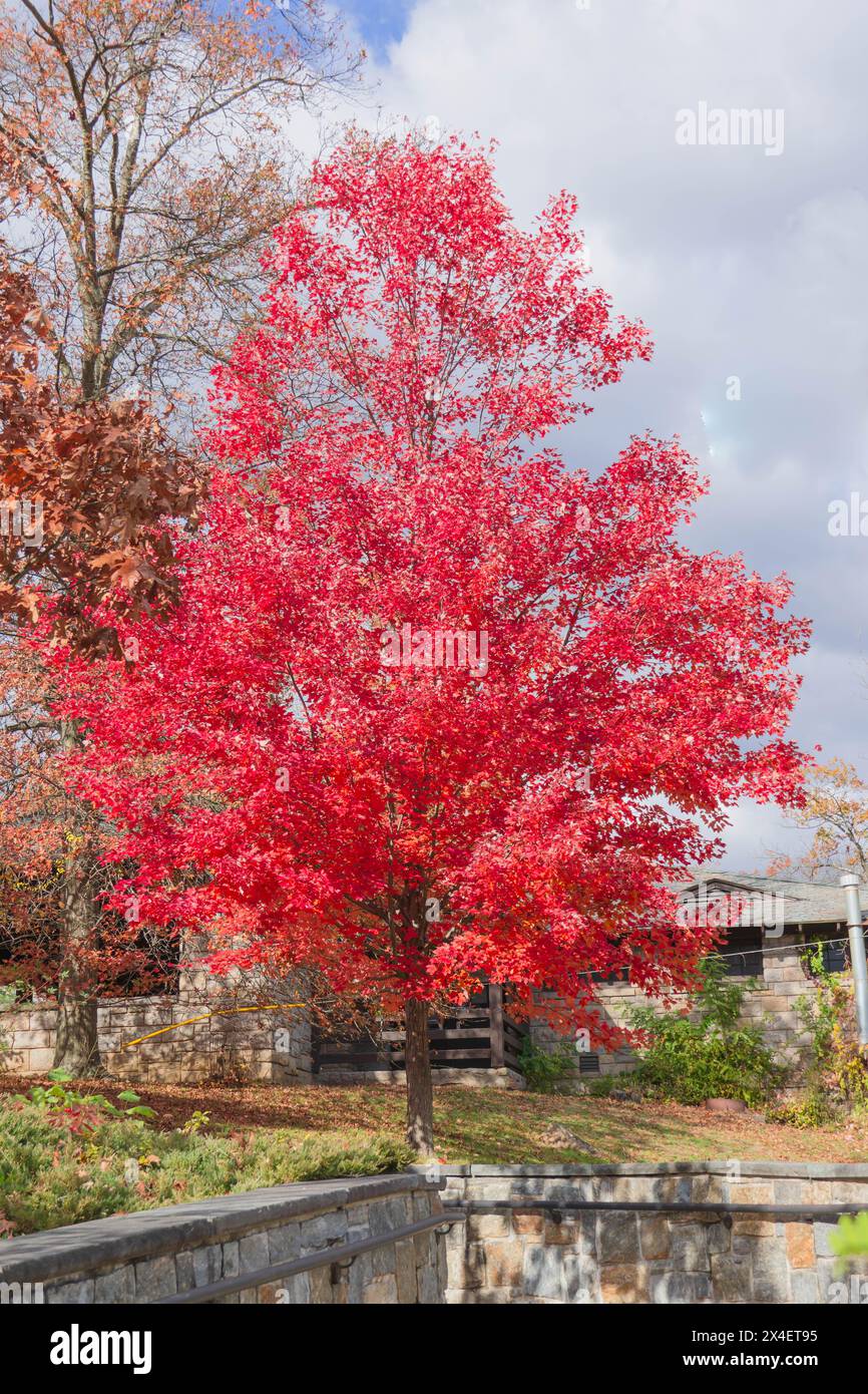Wunderschöner Baum in der Herbstsaison in Bear Mountain, NY Stockfoto