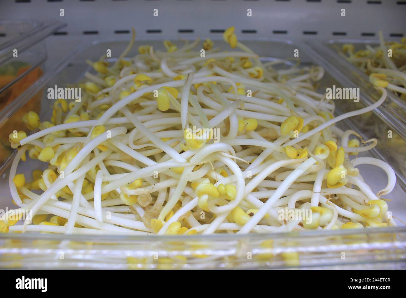 Bohnensprossen auf einem Plastikbehälter Stockfoto