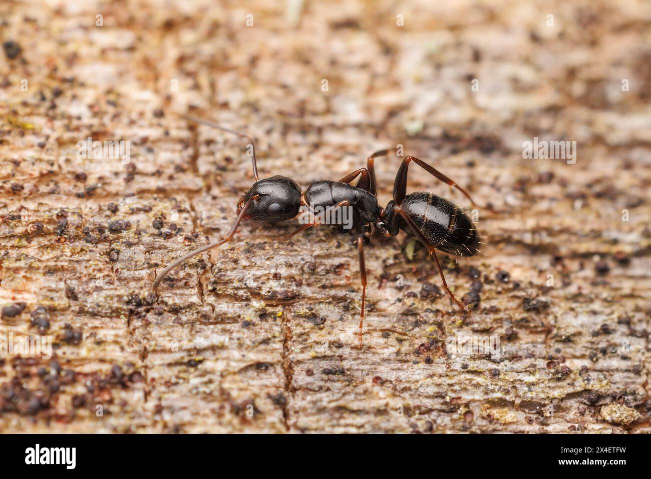 Zimmermannsbottich (Camponotus nearcticus) Stockfoto