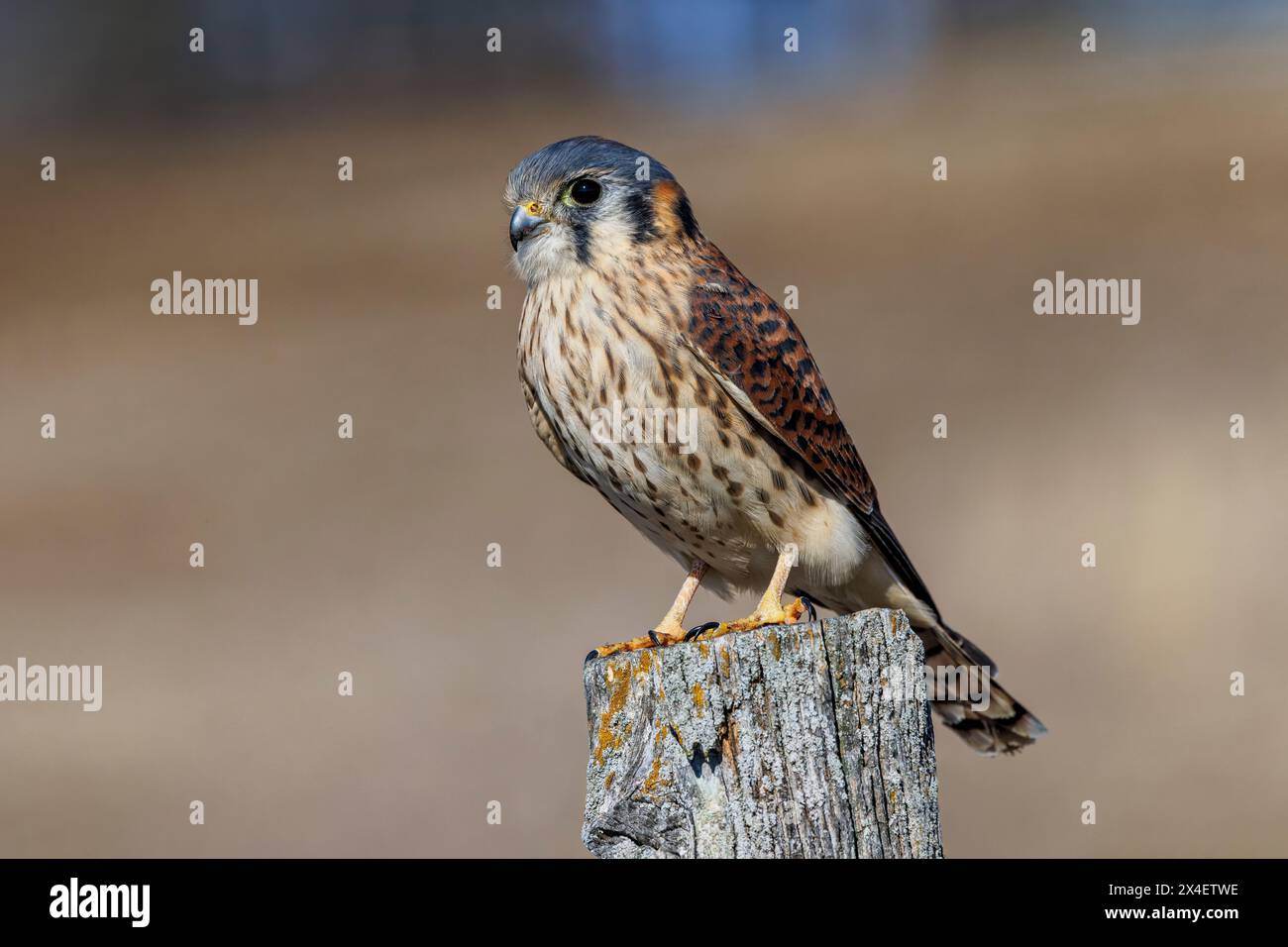 Weibliche amerikanische Turmfalke auf verwittertem Zaunpfosten, Kentucky Stockfoto