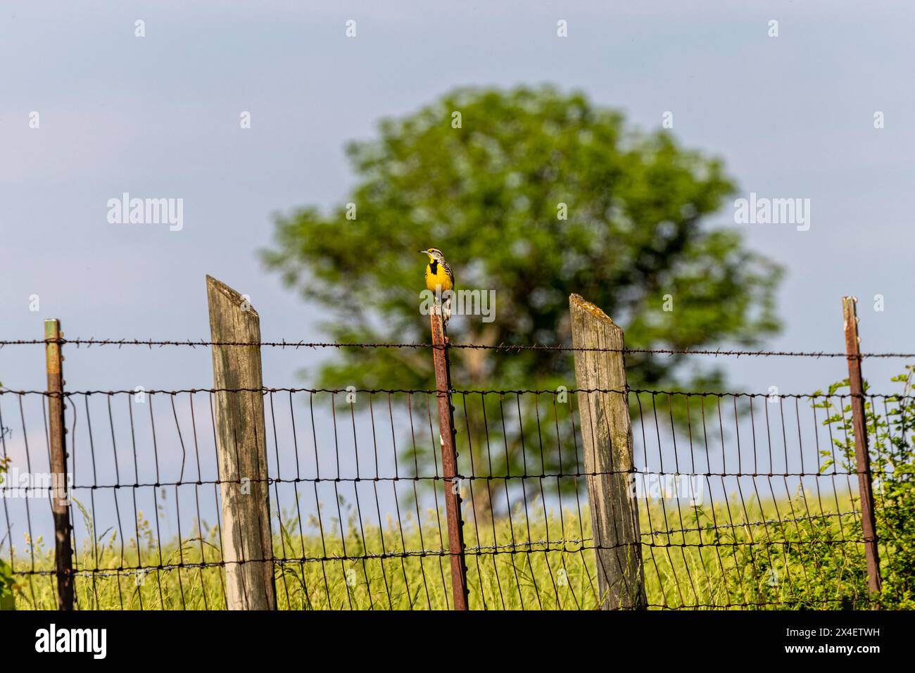 Östlicher Wiesenlark sitzt auf Zaunpfosten, Oldham County, Kentucky Stockfoto
