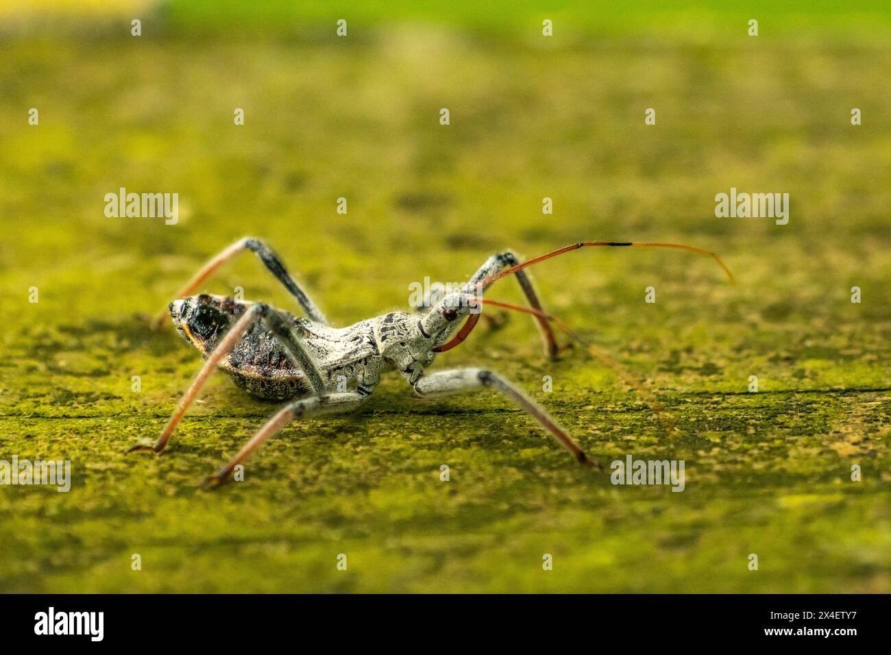 USA, Louisiana, Acadiana Park Nature Station. Attentäter-Käfer-Nahaufnahme. Stockfoto