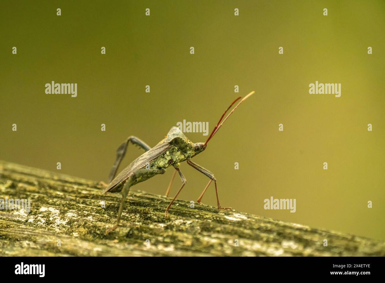 USA, Louisiana, Acadiana Park Nature Station. Attentäter-Käfer-Nahaufnahme. Stockfoto