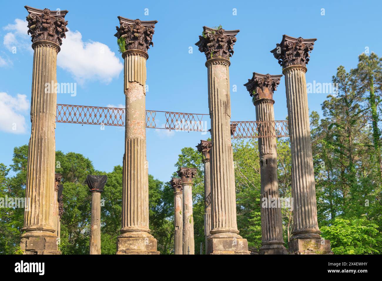 Windsor Ruinen, Mississippi. Bestehend aus 23 stehenden korinthischen Säulen. Das größte Herrenhaus aus der Zeit vor dem Bürgerkrieg, das jemals im Staat gebaut wurde. Stockfoto