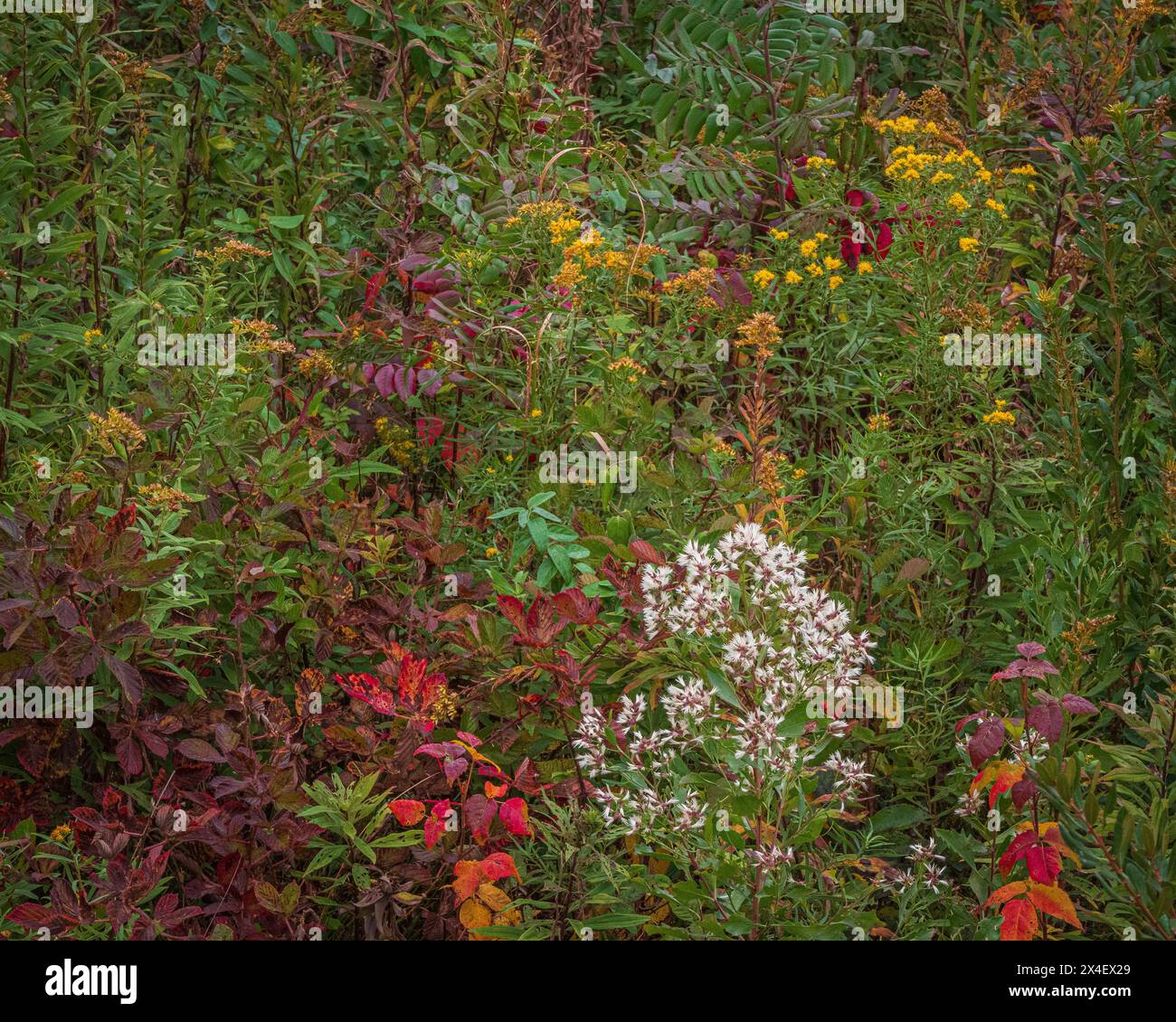 USA, New Jersey, Cape May National Seashore. Herbstblumen und Laub landschaftlich reizvoll. Stockfoto