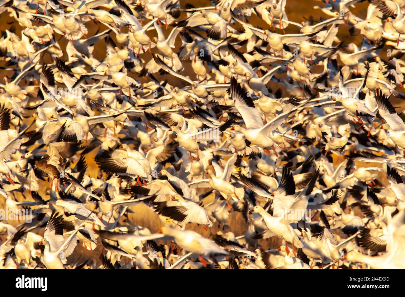 USA, New Mexico, Bosque Del Apache National Wildlife Refuge. Schneegänse Flugblastoff. Stockfoto