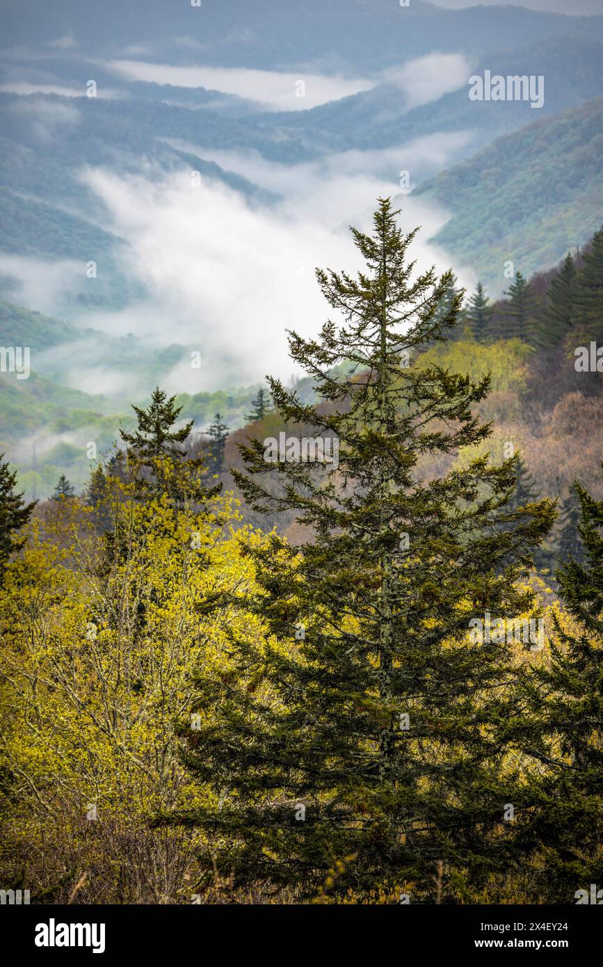 Frühjahrsblick auf das Oconaluftee Valley mit aufsteigendem Nebel, Great Smoky Mountains National Park, North Carolina Stockfoto