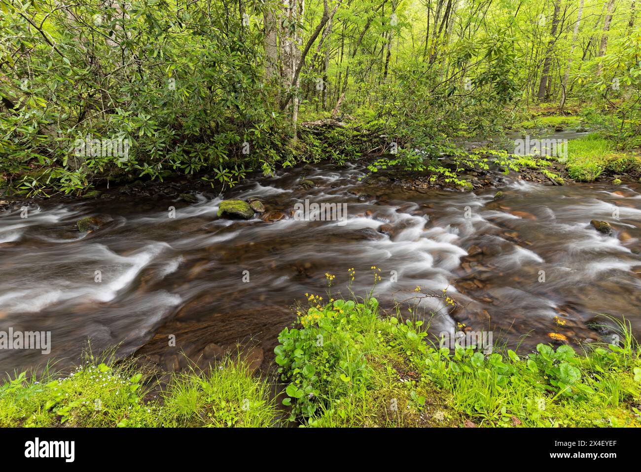 Cataloochee Creek im Frühjahr, Cataloochee Valley, Great Smoky Mountains National Park, North Carolina Stockfoto