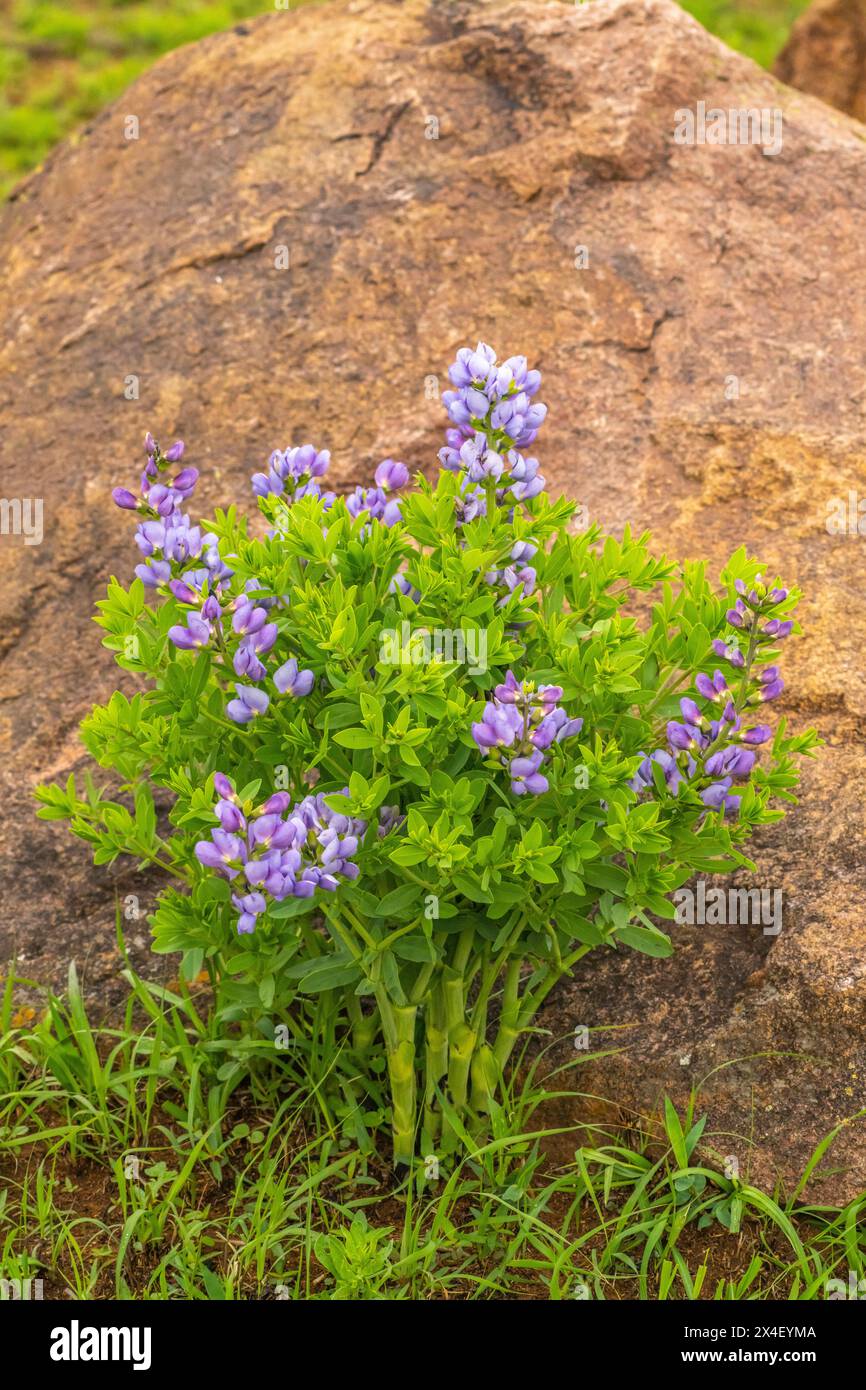 USA, Oklahoma, Wichita Mountains National Wildlife Refuge. Lupine blüht gegen Felsen. Stockfoto