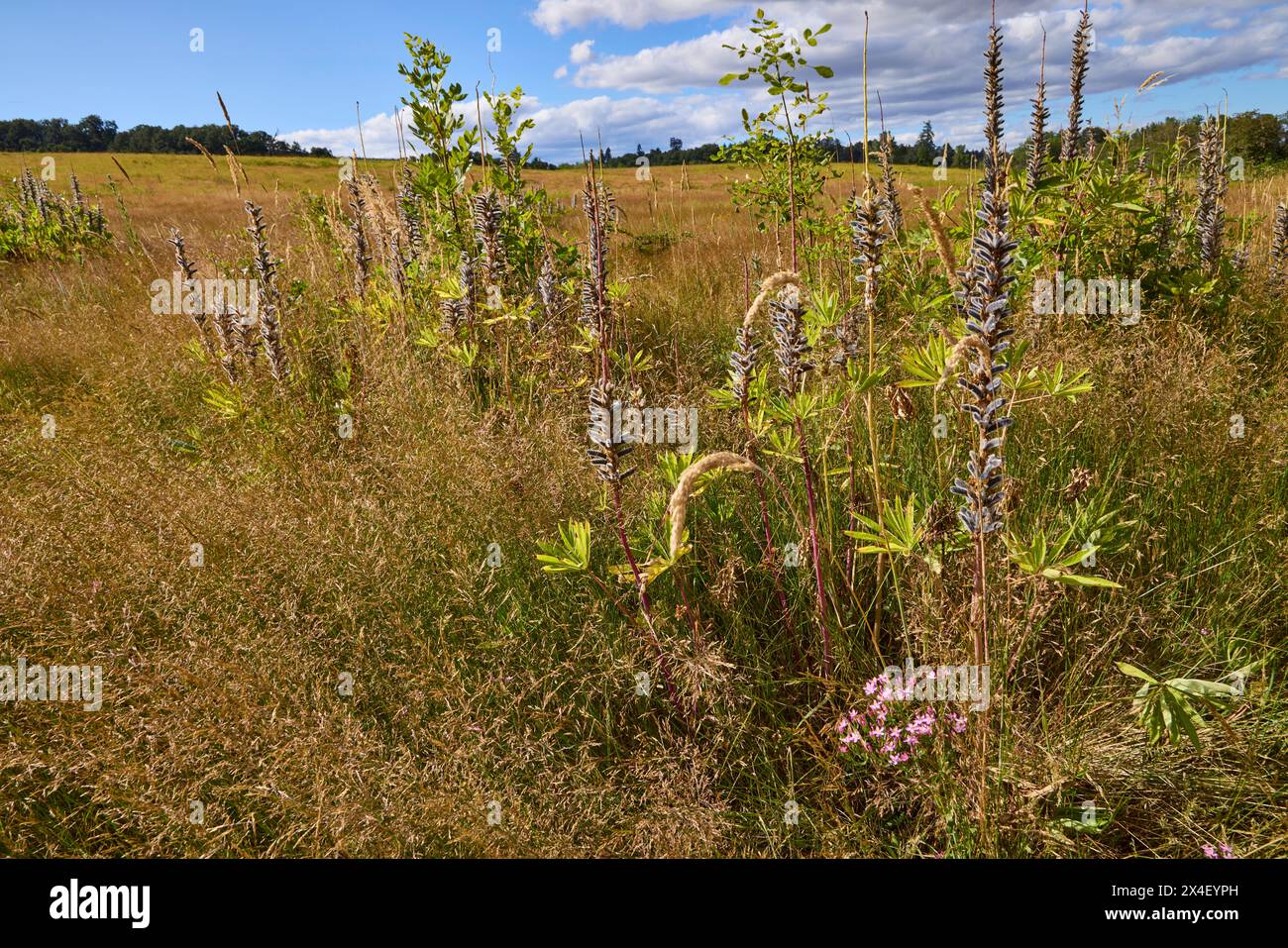 Echte Babystare und Blauschoten-Lupine auf der Eichensavanne. Stockfoto