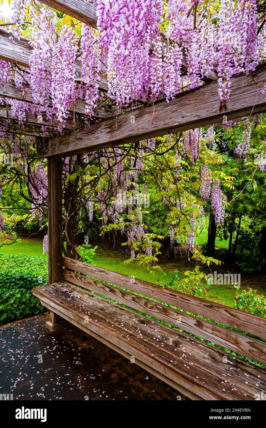 USA, Oregon, Forest Grove. Wisteria schmückt die Terrassenbank eines Weinguts in Oregon. Stockfoto