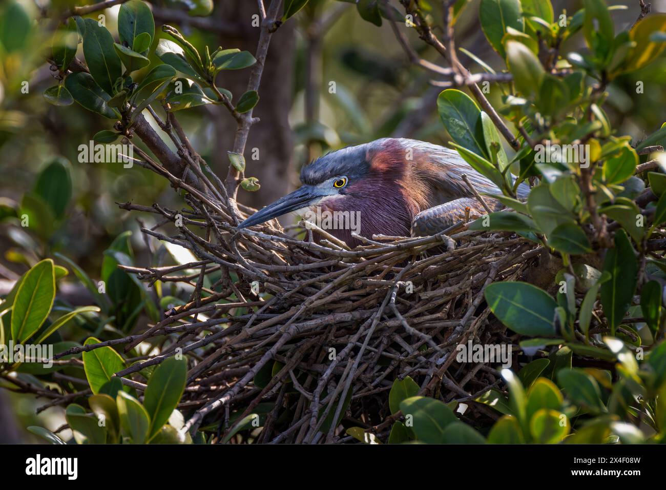 Weibchen grüner Reiher, die Eier im Nest brüten, South Padre Island, Texas Stockfoto