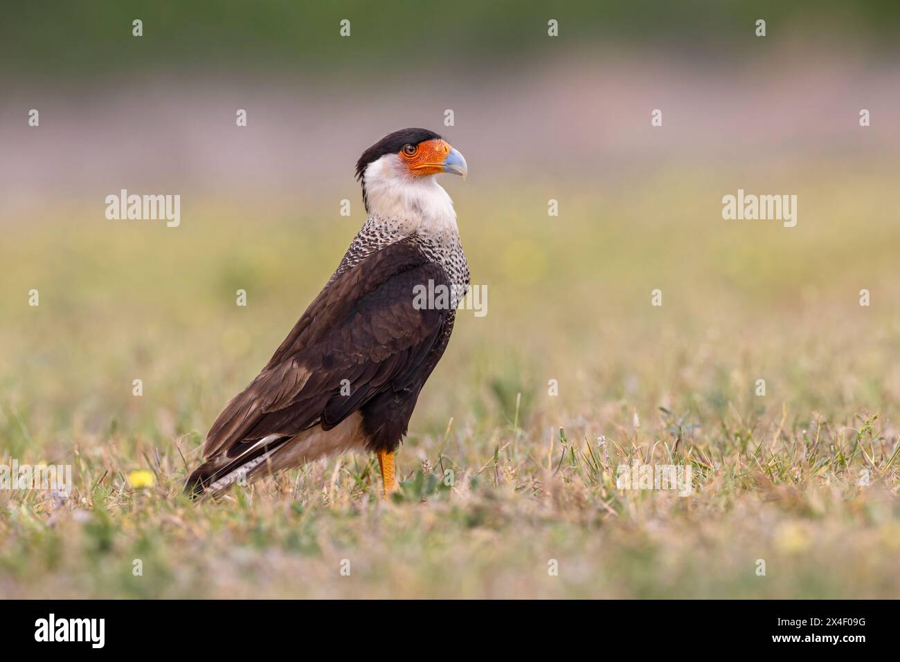 Haubenkarakara, Rio Grande Valley, Texas Stockfoto