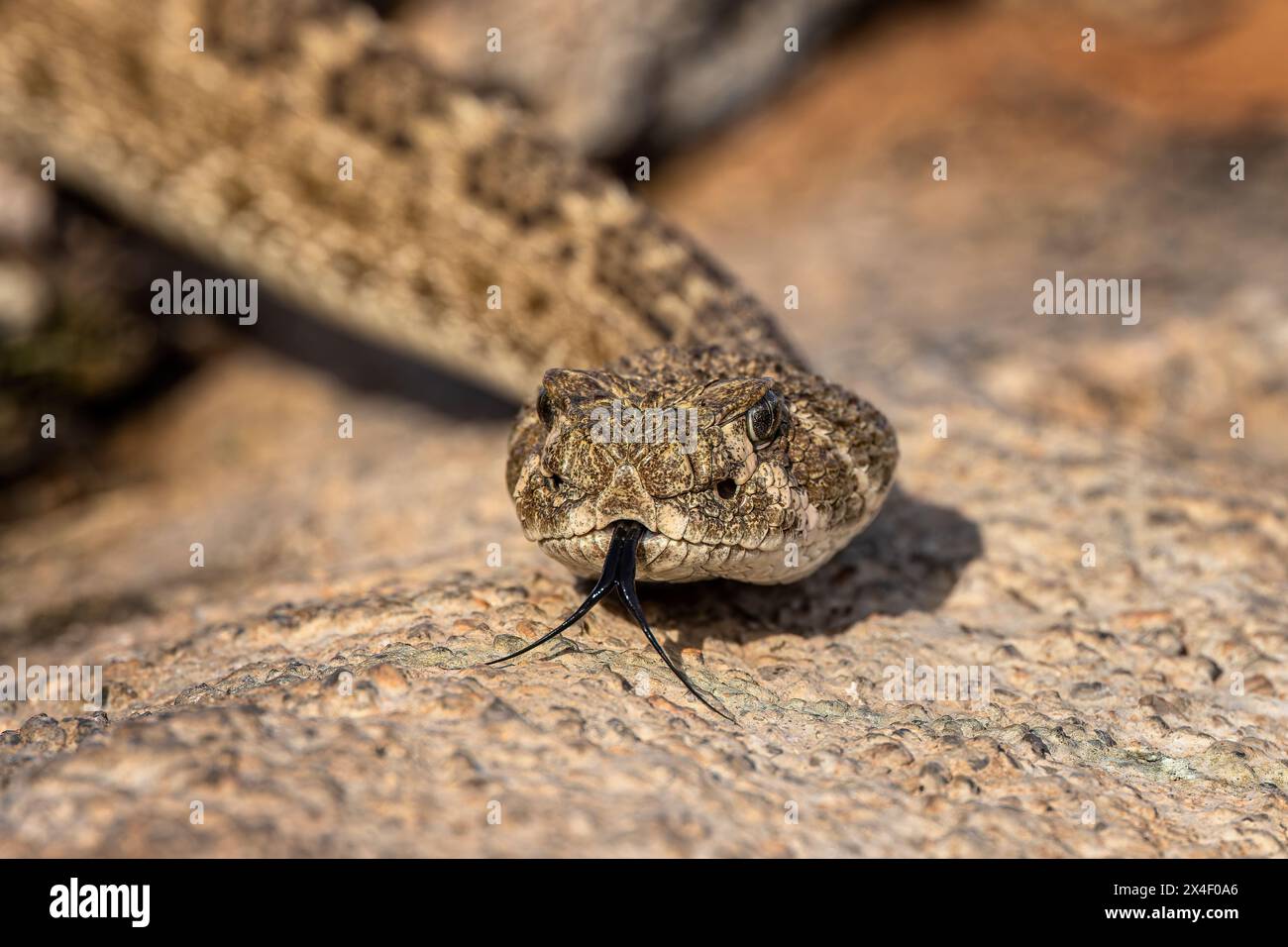 Klapperschlange mit westlichem Diamondback oder texanischer Diamantrücken, Rio Grande Valley, Texas Stockfoto