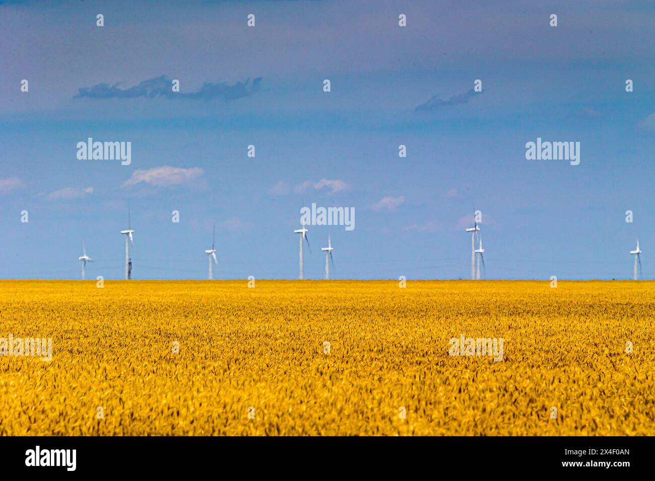 Windmühlen erzeugen Strom über den Feldern in Texas. Stockfoto