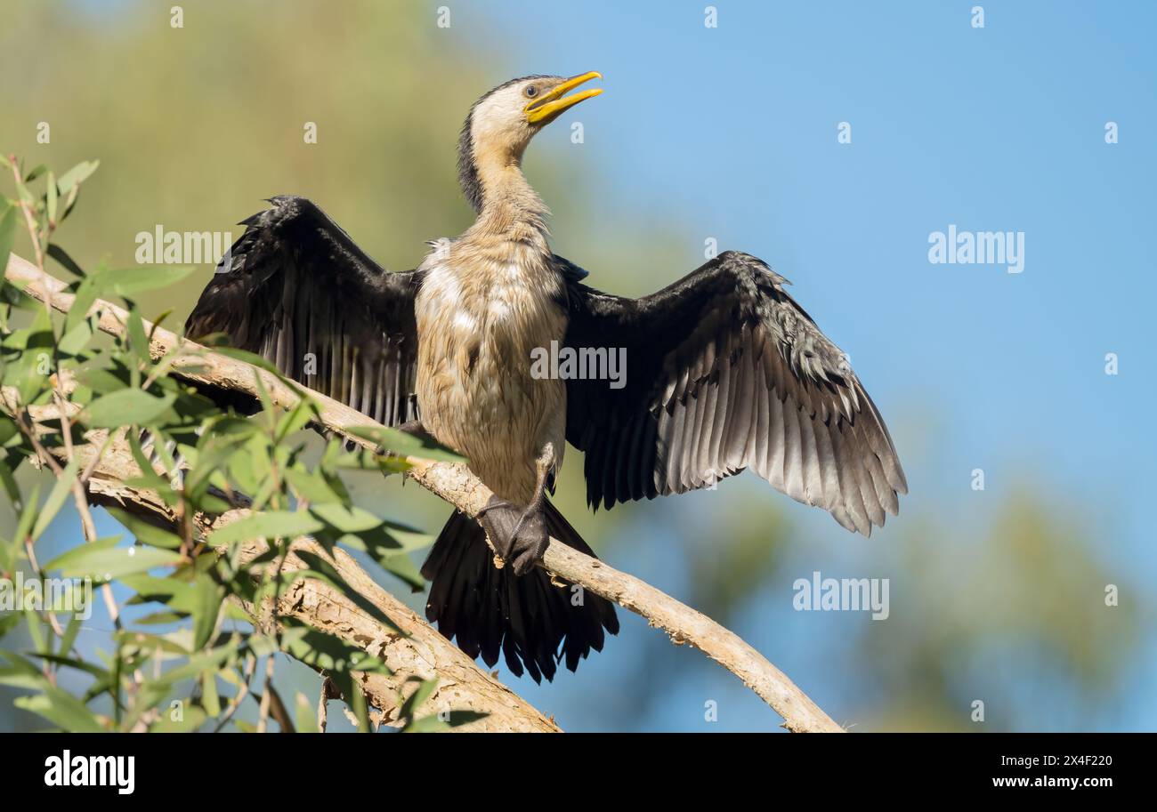 Little Rattenkormoran ( Phalacrocorax melanoleucos) trocknet seine Flügel in einem Baum in Queensland, Australien. Stockfoto