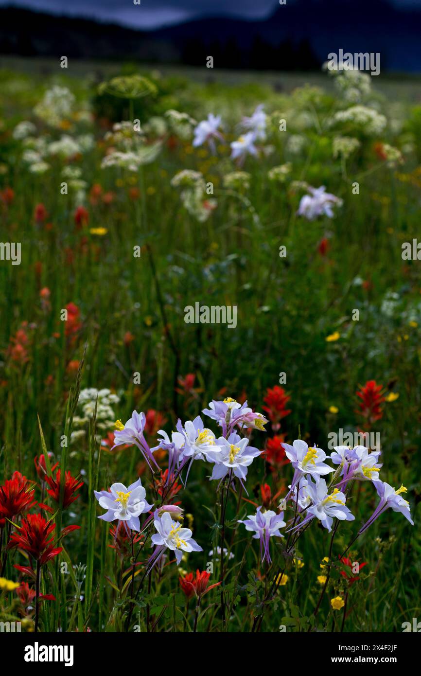 Columbine und andere Wildblumen im Fish Lake National Forest. Stockfoto