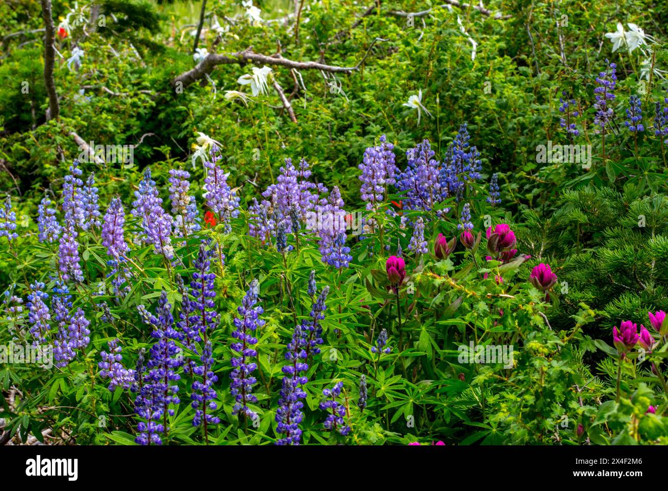 Verschiedene Wildblumen im Manti-LaSalle National Forest. Stockfoto
