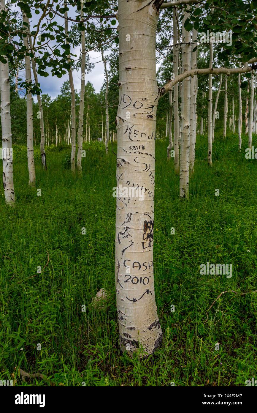 Aspenbäume, die in den Bergen von Utah mit Graffiti verunreinigt sind. Stockfoto