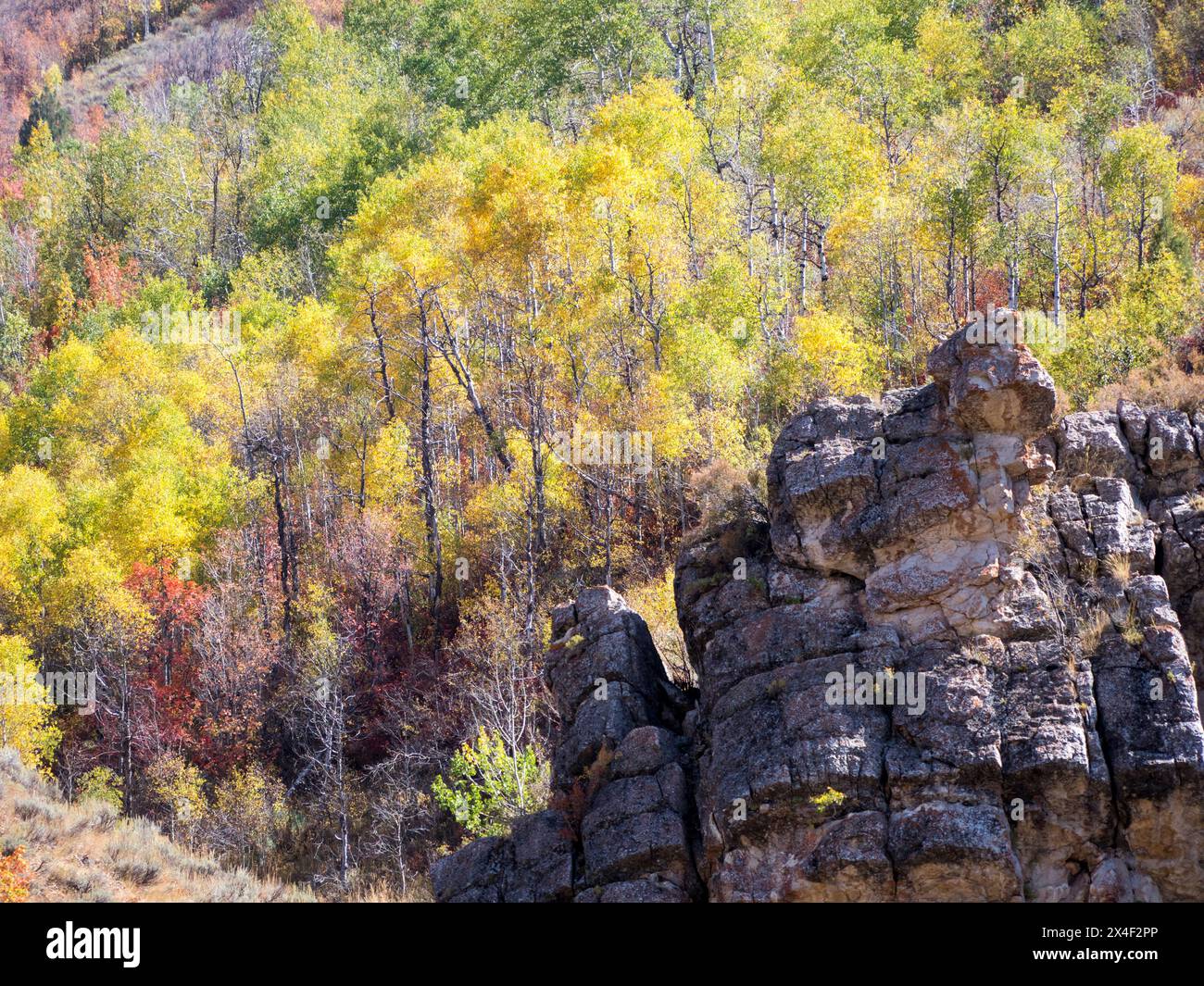 USA, Utah, Logan Canyon. Farbenfrohe Espen im Herbst Stockfoto