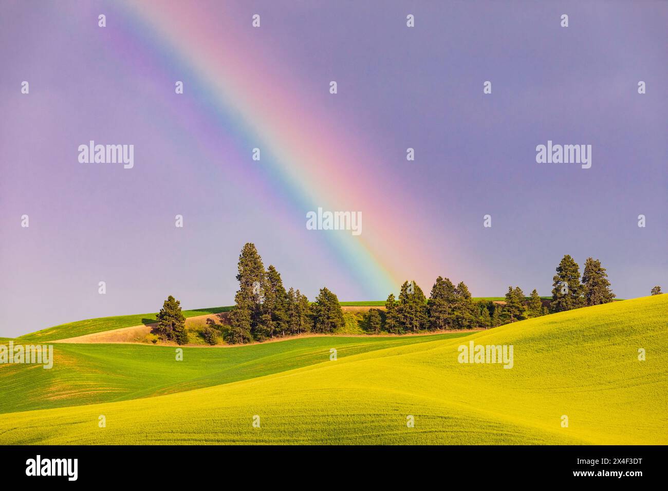 USA, Washington State, Palouse, Colfax. Grüne Weizenfelder. Kiefern. Regenbogen. Stockfoto