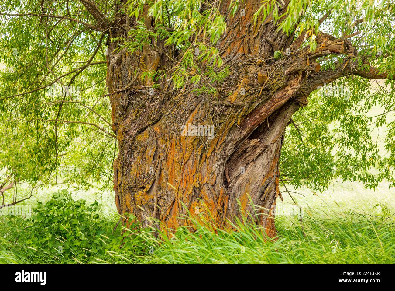 USA, Washington State, Palouse. Grüne Weizenfelder. Großer alter Weidenbaum. Salix sp. Stockfoto