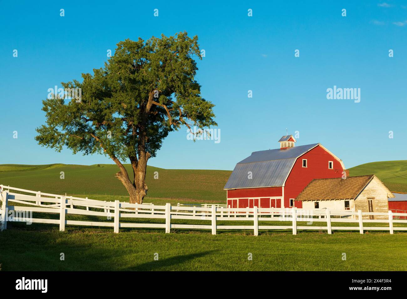 USA, Washington State, Colfax, Palouse. Rote Scheune, weißer Zaun, Baum- und Weizenfelder. Blauer Himmel, weiße Wolken. (Nur Für Redaktionelle Zwecke) Stockfoto