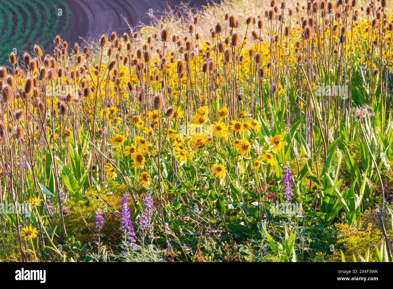 USA, Washington State, Palouse, Colfax. Abstrakt, Feld der schwarzen Augen susan Blumen, die im Wind winken. Rudbeckia hirta. Stockfoto