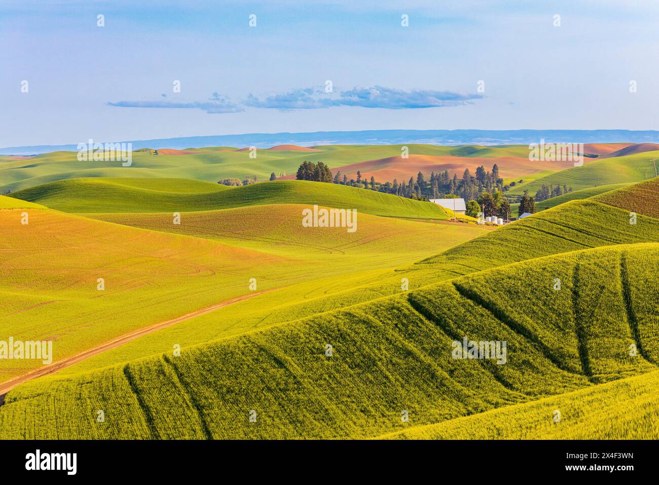USA, Washington State, Palouse, Colfax. Sanfte grüne Hügel aus Weizen. Traktormarkierungen. Stockfoto