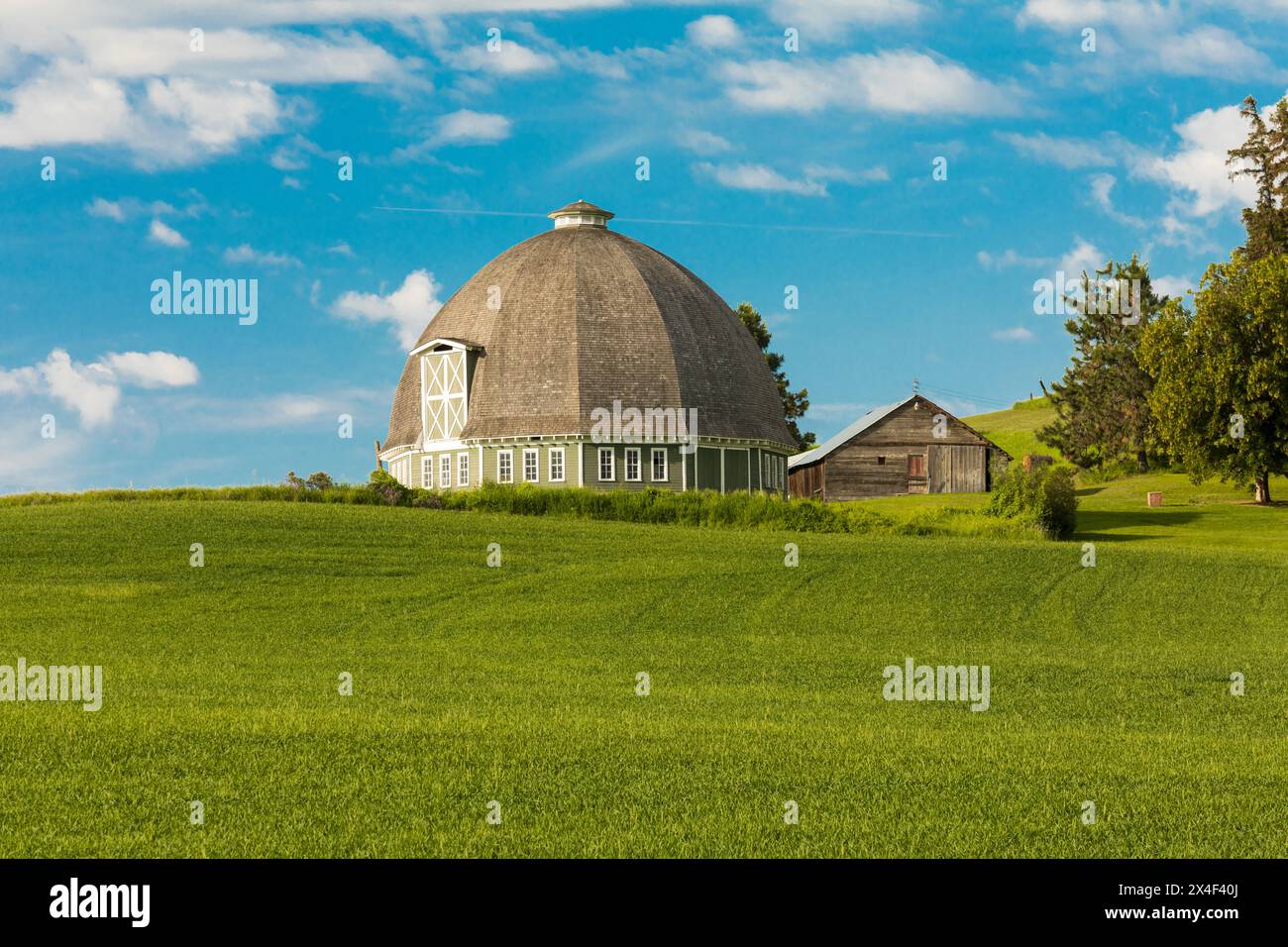 USA, Washington State, Palouse. Pullman. Grüne Weizenfelder. Leonard Round Scheune. (Nur Für Redaktionelle Zwecke) Stockfoto
