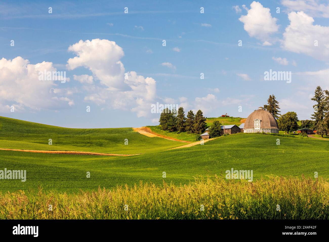 USA, Washington State, Palouse. Pullman. Grüne Weizenfelder. Leonard Round Scheune. (Nur Für Redaktionelle Zwecke) Stockfoto
