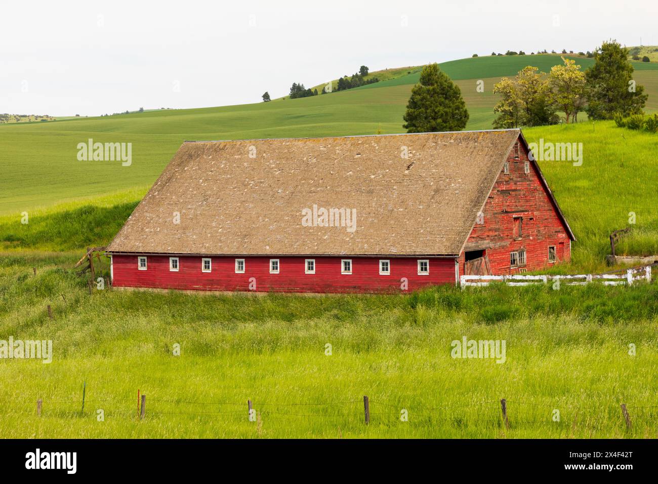 USA, Washington State, Colton, Palouse. Rote Scheune, grüne Weizenfelder. (Nur Für Redaktionelle Zwecke) Stockfoto