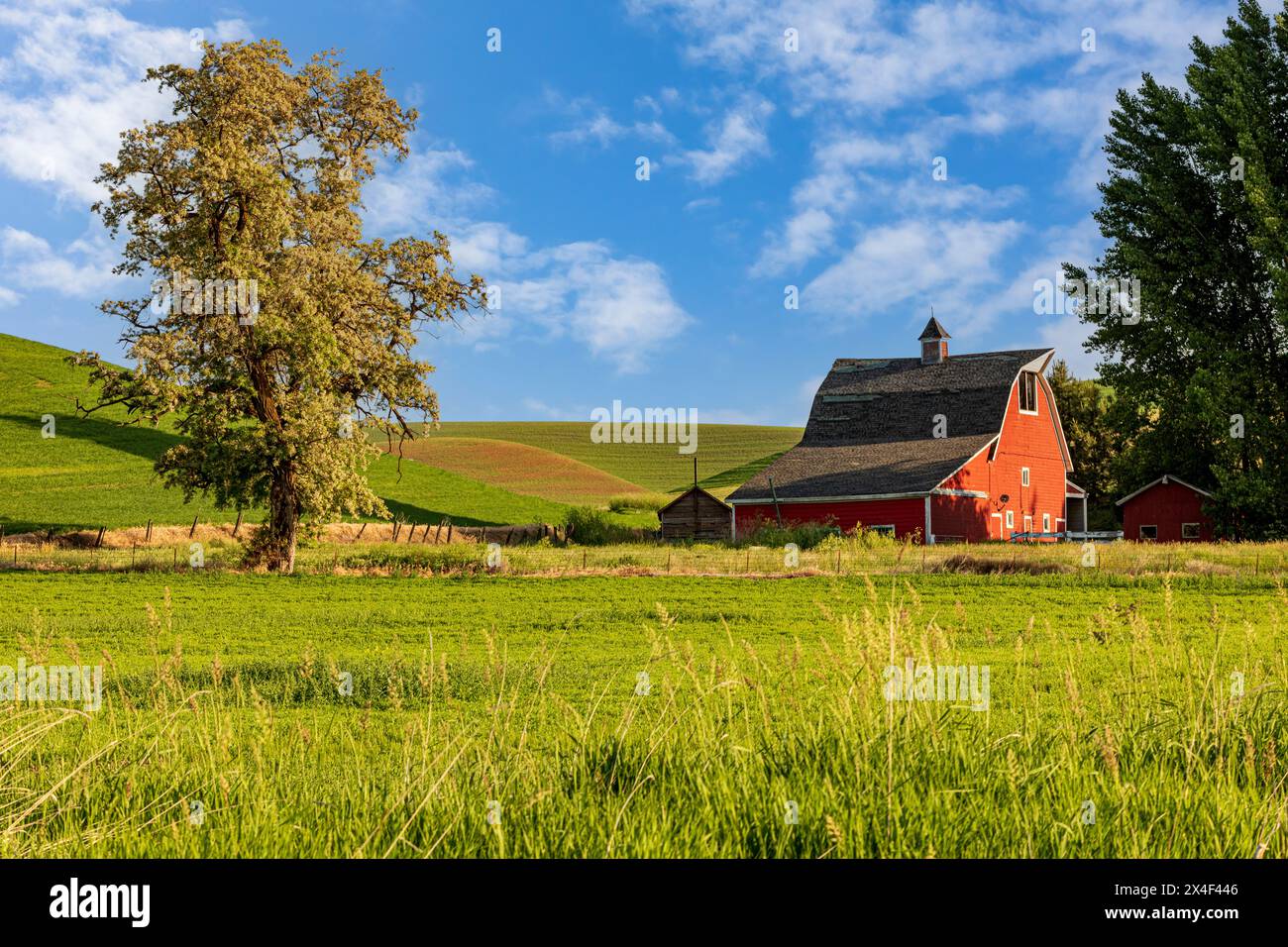 USA, Washington State, Palouse, Colfax. Rote Scheune. (Nur Für Redaktionelle Zwecke) Stockfoto