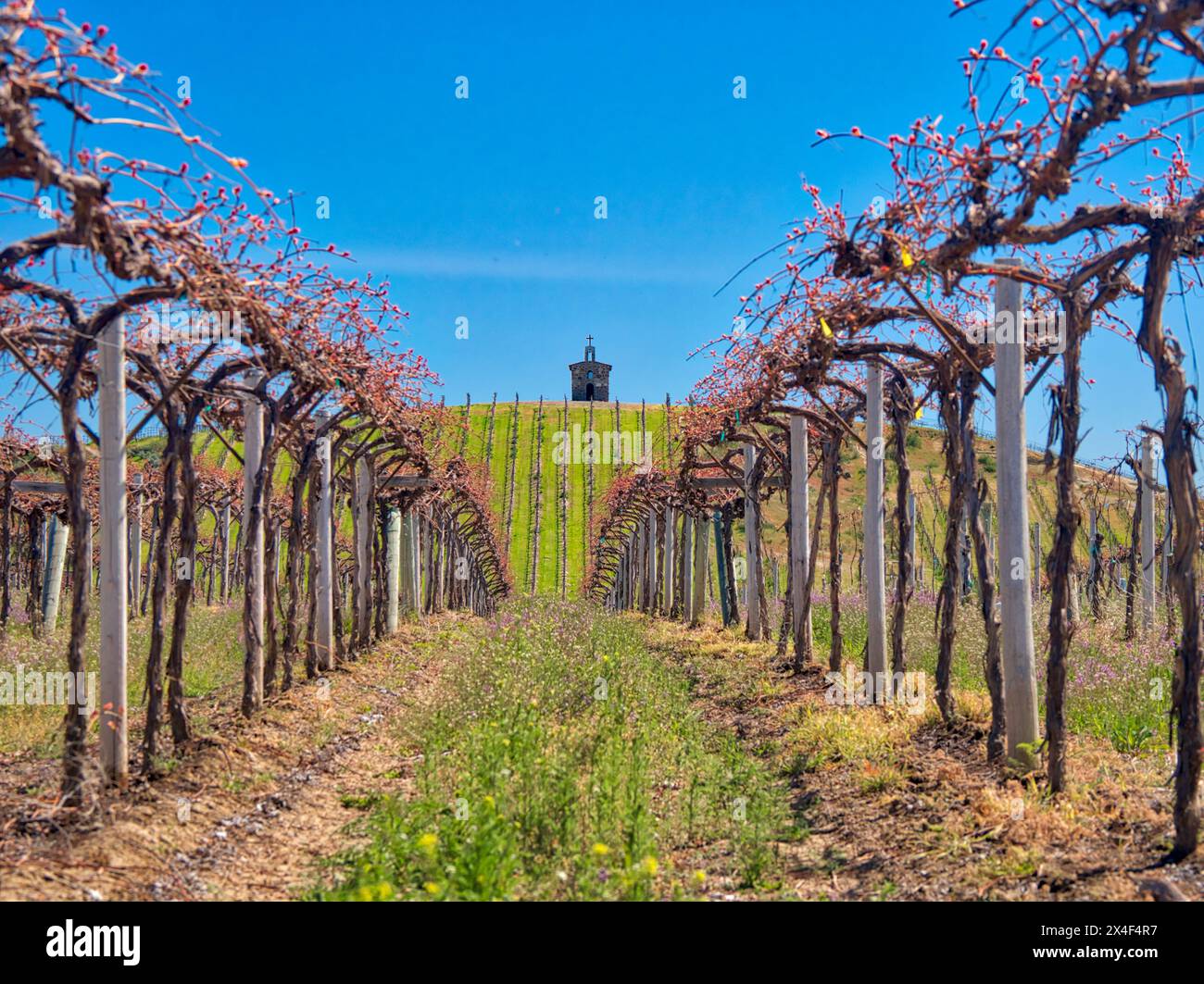 Red Willow Weinberg mit Steinkapelle. Stockfoto