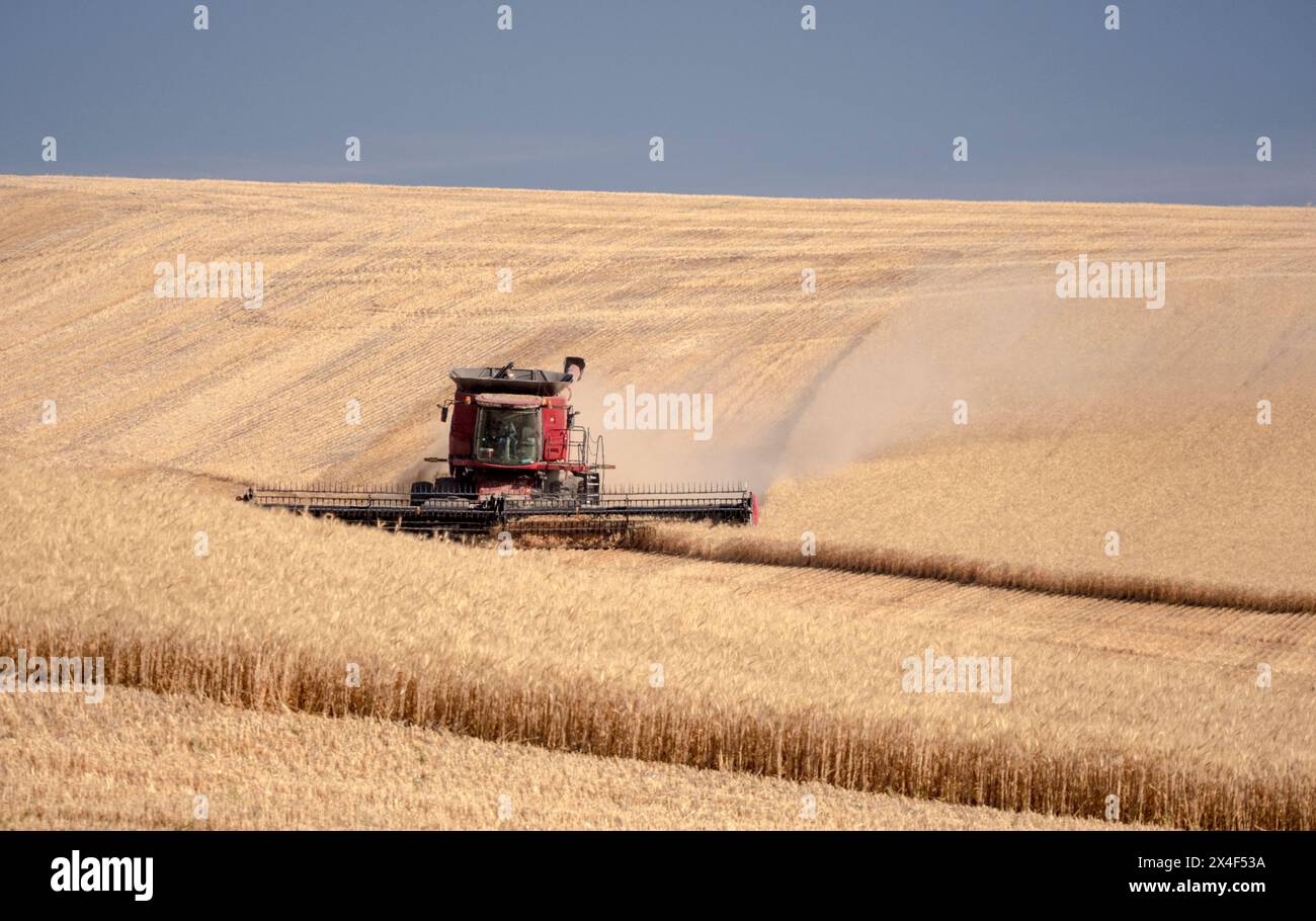 Roter Mähdrescher schneidet Weizen auf dem Feld zur Erntezeit. Stockfoto