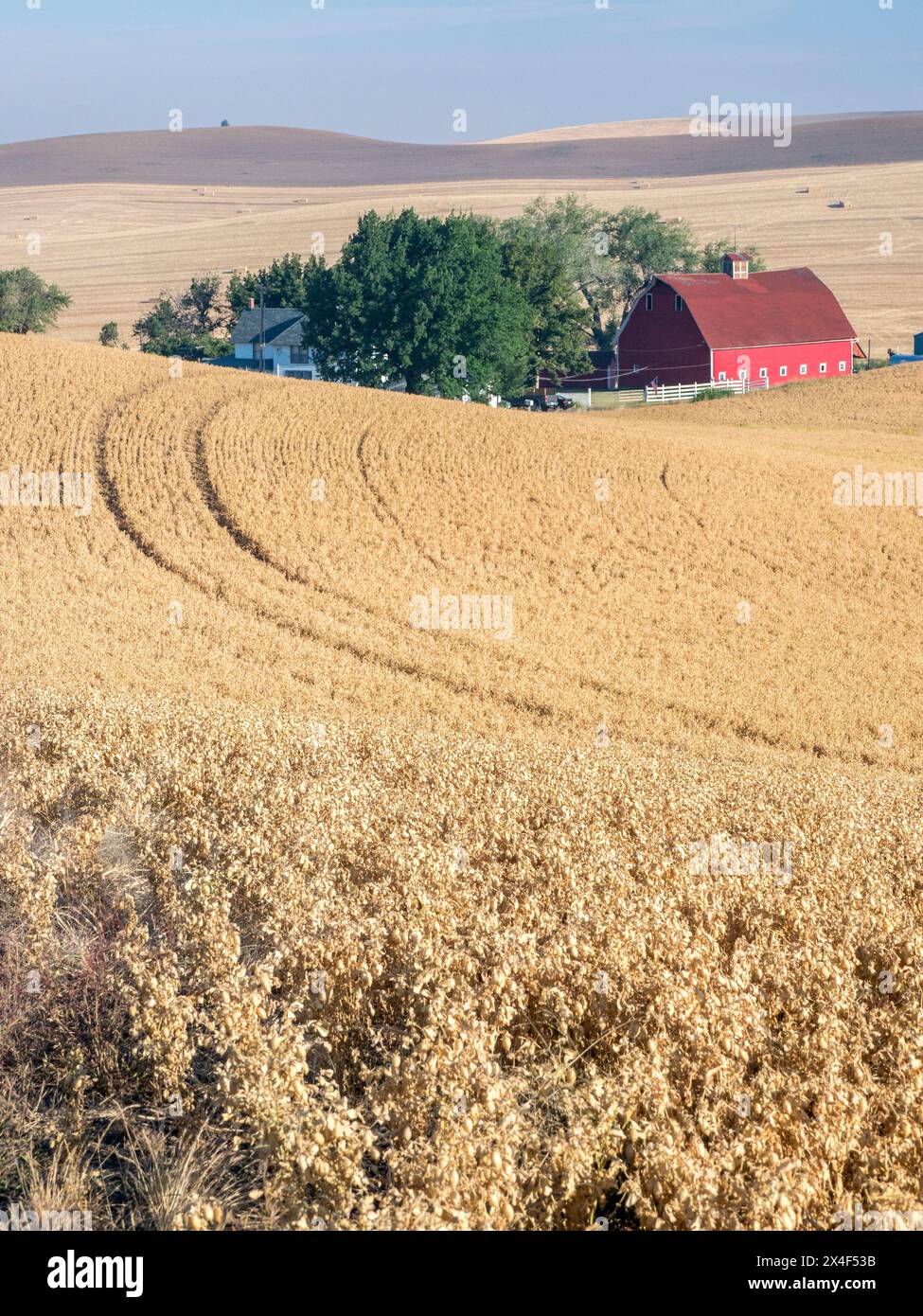 Rote Scheune mit geschnittenem Weizenfeld und Spuren im Vordergrund. (Nur Für Redaktionelle Zwecke) Stockfoto