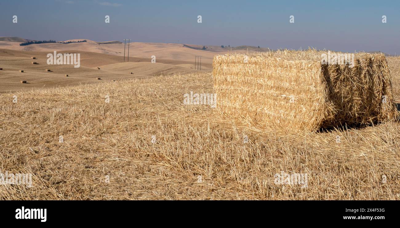 Großes Schnittfeld mit Weizen und Ballen zur Erntezeit. Stockfoto