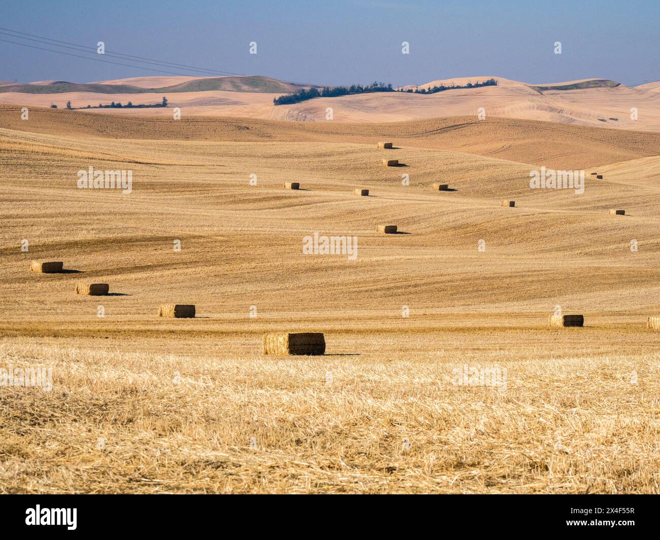 Großes Schnittfeld mit Weizen und Ballen zur Erntezeit. Stockfoto