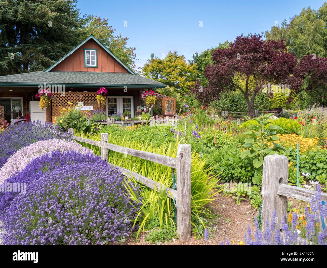 Haus und Bauernhof umgeben von einem Garten mit Lavendel und Blumen. (Nur Für Redaktionelle Zwecke) Stockfoto