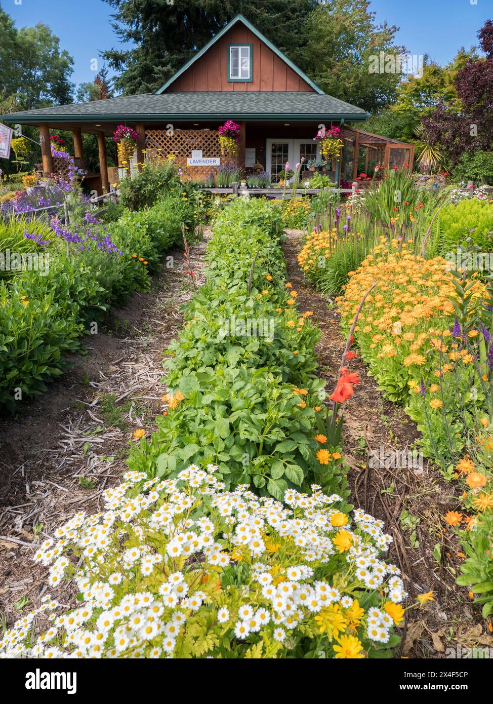 Haus und Bauernhof umgeben von einem Garten mit Lavendel und Blumen. (Nur Für Redaktionelle Zwecke) Stockfoto