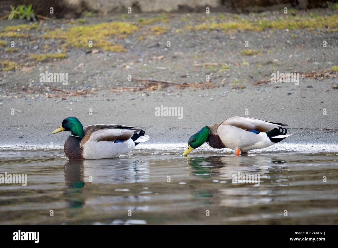 Issaquah, Bundesstaat Washington, USA. Zwei männliche Stockenten am Ufer des Sees Sammamish, eine davon trinkt. Stockfoto