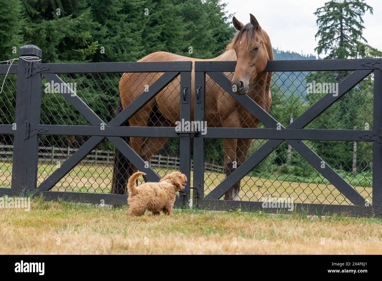 Issaquah, Bundesstaat Washington, USA. 3 Monate alter Aussiedoodle Welpe, der neugierig auf ein Pferd im Feld schaut. (PR) Stockfoto