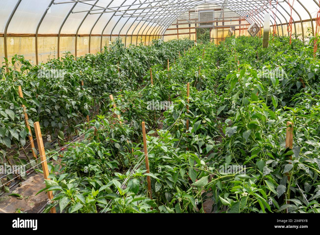 Port Townsend, Bundesstaat Washington, USA. Chiles Paprika wächst in einem kommerziellen Gewächshaus Stockfoto