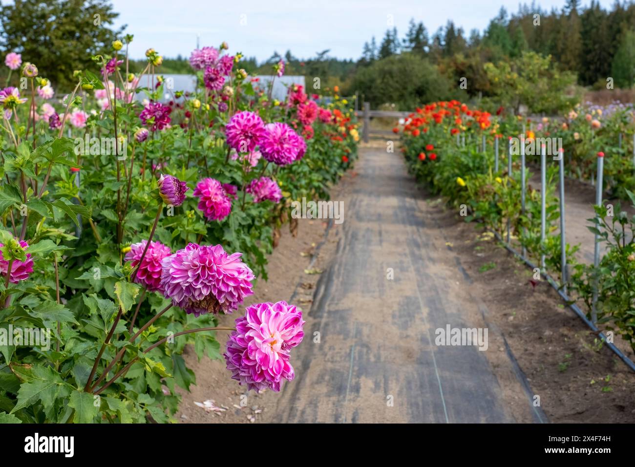 Port Townsend, Bundesstaat Washington, USA. Dahlien, die in einem kommerziellen Blumengarten wachsen Stockfoto