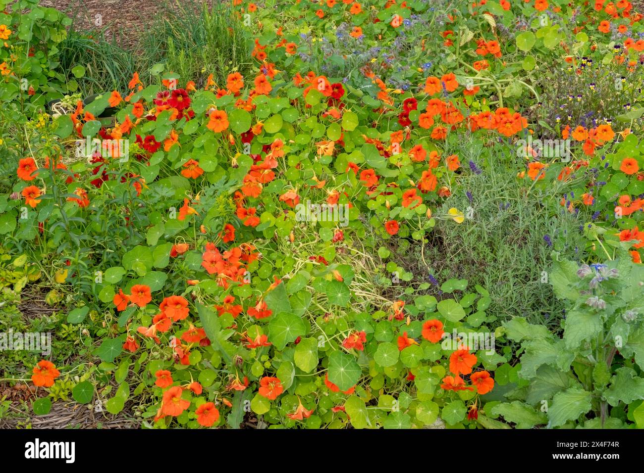 Port Townsend, Bundesstaat Washington, USA. Cluster von Kapuzinerkressen, die in einem Gemüsegarten wachsen. Stockfoto